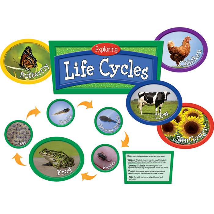 Exploring Life Cycles Bulletin Board Set By Edupress