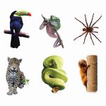 Rainforest Animals Bulletin Board Accents, EP-3114R