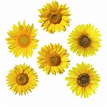 Sunflowers Accents By Edupress