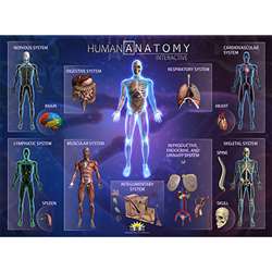 Human Anatomy Smart Mats Set Of 4, IEPSMHA