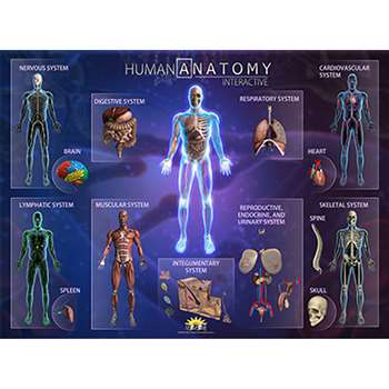 Human Anatomy Smart Mats Set Of 4, IEPSMHA