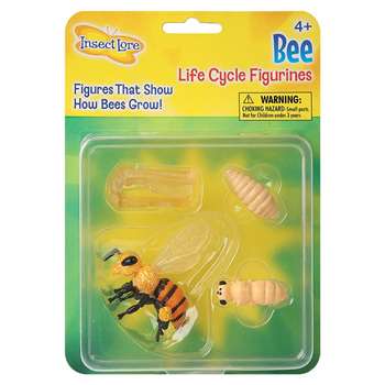 Bee Life Cycle Stages By Insect Lore