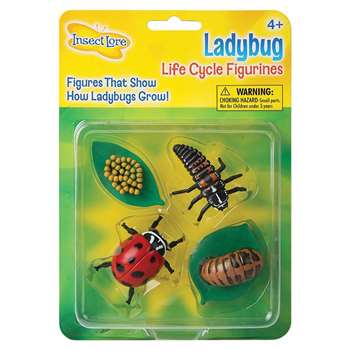 Ladybug Life Cycle Stages By Insect Lore