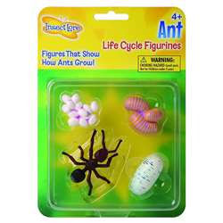 Ant Life Cycle Stages By Insect Lore