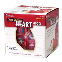 Human Heart Crosssection Model By Learning Resources