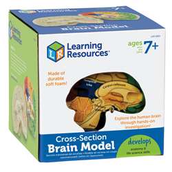 Human Brain Crosssection Model By Learning Resources
