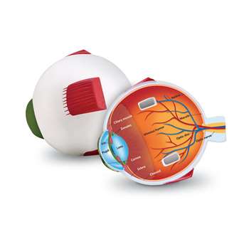 Cross-Section Eye Model By Learning Resources