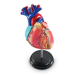 Model Heart Anatomy By Learning Resources