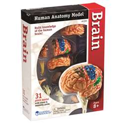 Model Brain Anatomy By Learning Resources