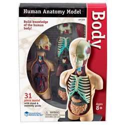 Model Human Body Anatomy By Learning Resources