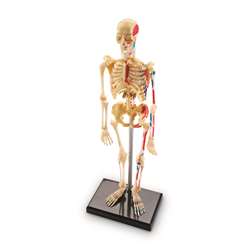 Model Skeleton By Learning Resources