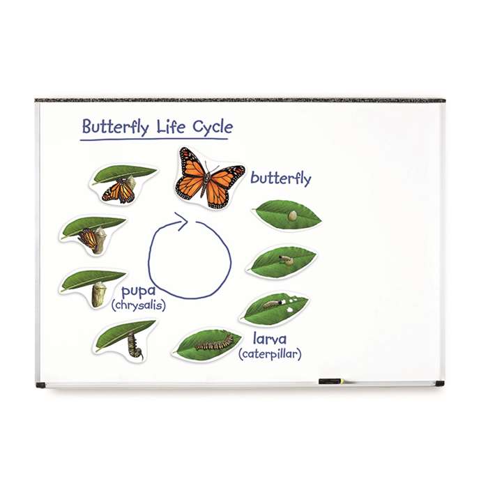 Giant Magnetic Butterfly Life Cycle By Learning Resources