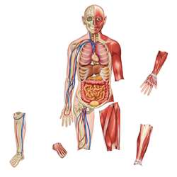 Double-Sided Magnetic Human Body By Learning Resources