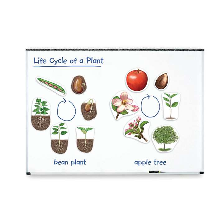 Giant Magnetic Plant Life Cycles By Learning Resources
