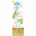 Colossal Poster Plant Parts & Photo Gr 4-9& Up Over 5-1/2 Tall By Mcdonald Publishing