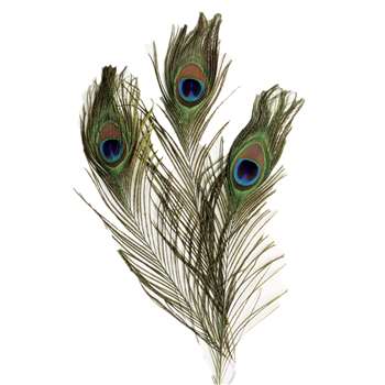 Extra Long Peacock Feathers, PACAC4521
