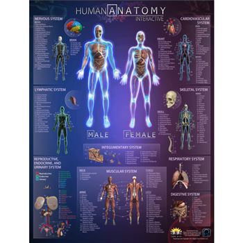 Human Anatomy Interactve Wall Chart With Free App, RWPWC03