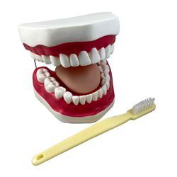 Oral Hygiene Model with Key, SKFB12089S3