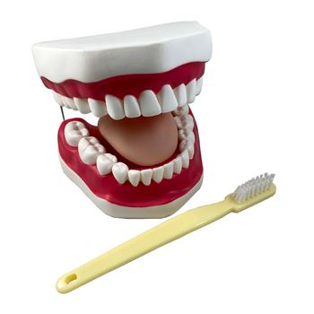 Oral Hygiene Model with Key, SKFB12089S3