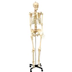 Life Size Human Skeleton Model, SKFB12407S3