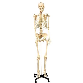 Life Size Human Skeleton Model, SKFB12407S3