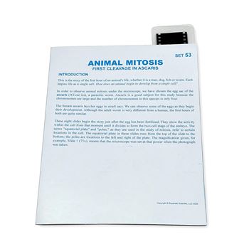 Microslide Animal Mitosis, SKFT53