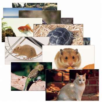 Pets 14 Poster Cards By Stages Learning Materials