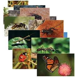 Insects 14 Poster Cards By Stages Learning Materials
