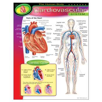 Chart Cardiovascular System By Trend Enterprises