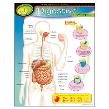 Chart Digestive System By Trend Enterprises