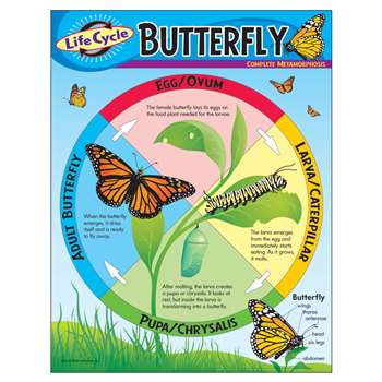 Chart Life Cycle Of A Butterfly By Trend Enterprises