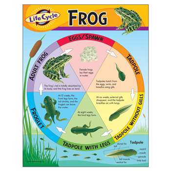 Chart Life Cycle Of A Frog By Trend Enterprises