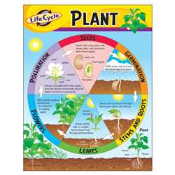Chart Life Cycle Of A Plant K-3 By Trend Enterprises