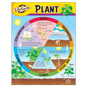 Chart Life Cycle Of A Plant K-3 By Trend Enterprises