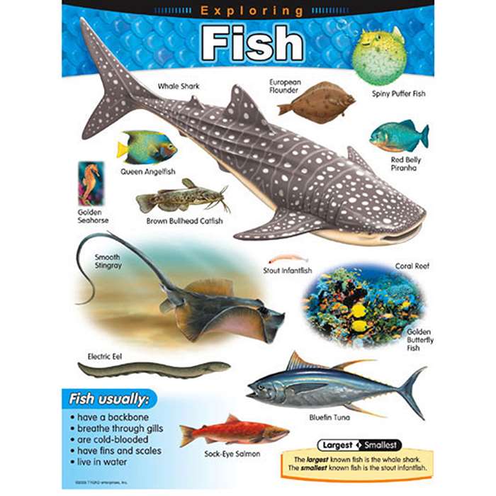 Chart Exploring Fish Grades 1-5 By Trend Enterprises