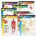 Chart Pack The Human Body 7/Pk 17X22 Gr 5-8 - T-38913