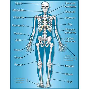 Skeleton Chart By Teacher Created Resources