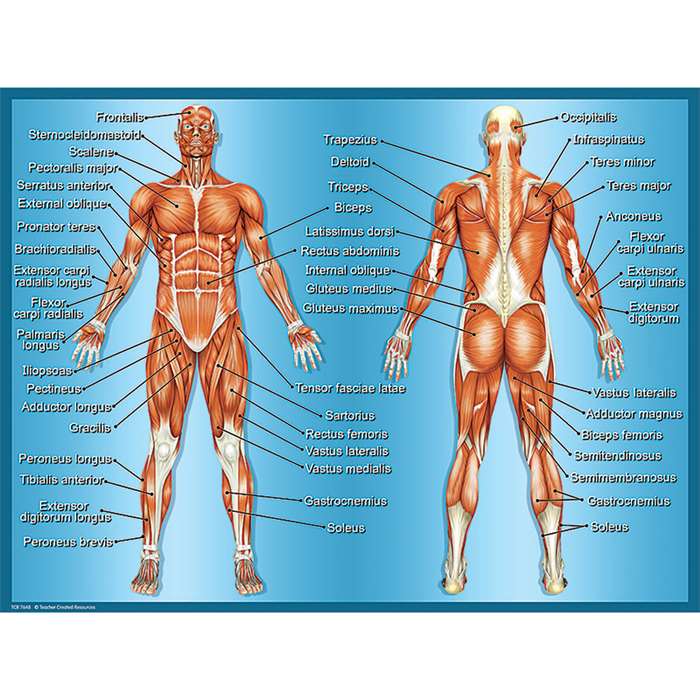 Muscles Chart By Teacher Created Resources