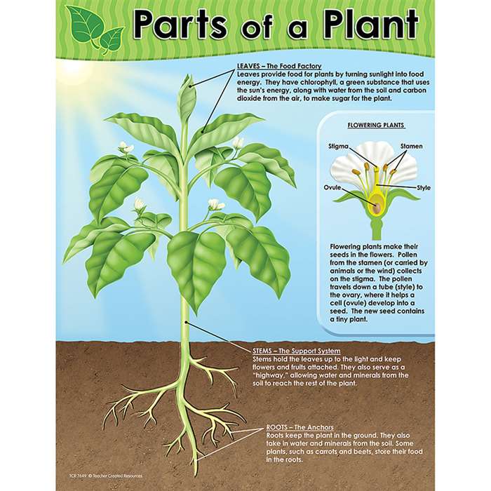 Parts Of A Plant Chart By Teacher Created Resources