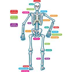 Human Skeleton Magnetic Accents, TCR77241