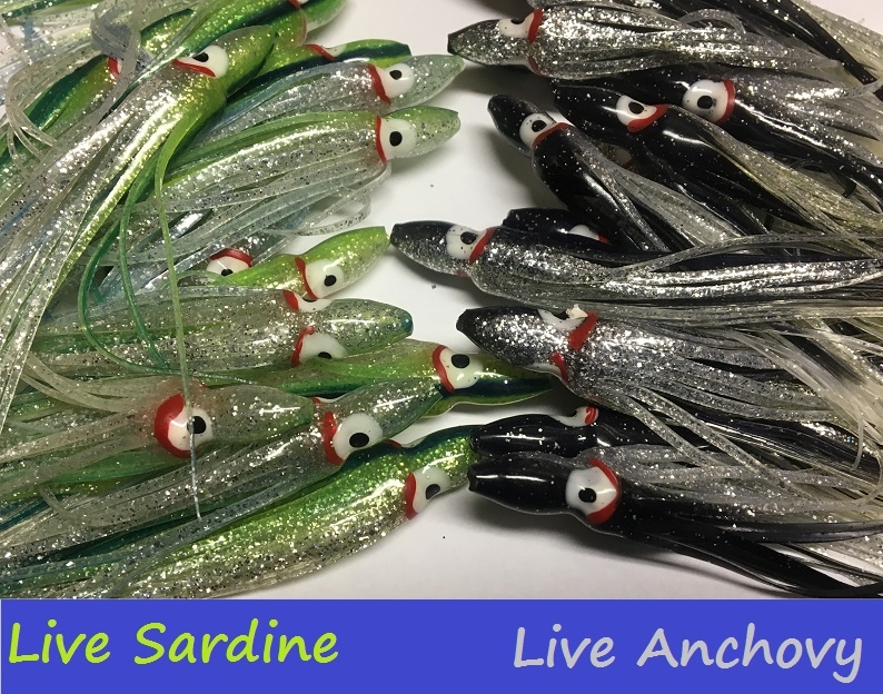 Live Anchovy