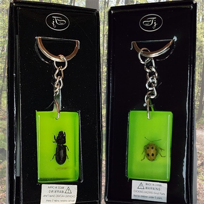 Bug Keychains assorted lady bugs and Beetles