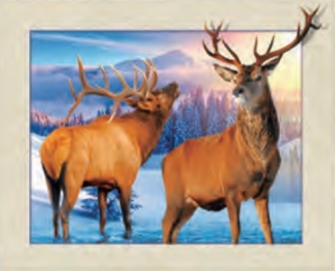 3d lenticular picture