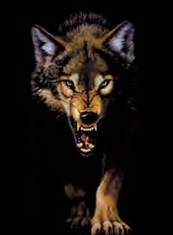 3d lenticular picture of wolf