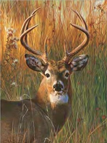 1051 3D Lenticular Picture Deer, Buck