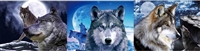 1085 3D Lenticular Picture Flip New Moon Wolf