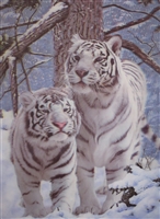 293 3D Lenticular Picture White Tigers