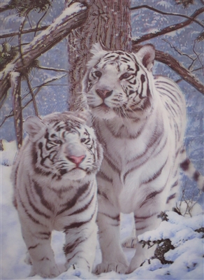 293 3D Lenticular Picture White Tigers
