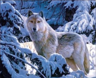 1106  3d white wolf in snow