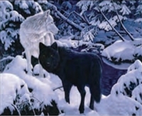 1091 3d Black wolf in snow